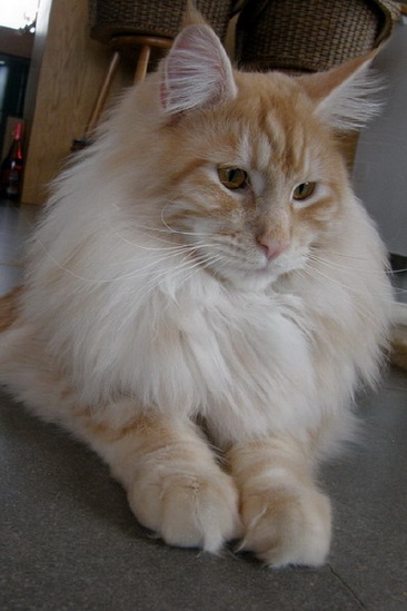 Colin