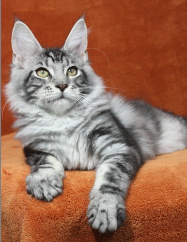 EARWIN MAGIC JOHNSON Pellumian, owner Beauty Wizards cattery, www.maine-coon-of-beauty-wizards.de