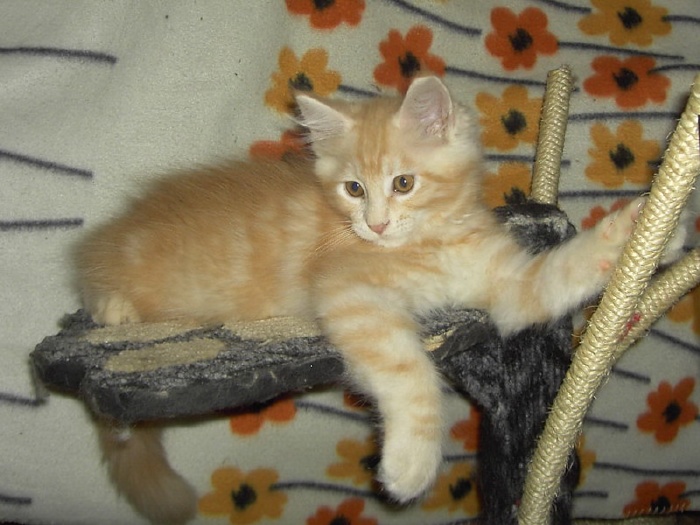 Colin - male