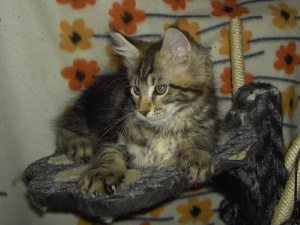 Calvin - male - n 22