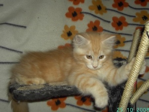 Colin - male - ds 22