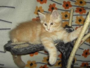 Colin - male - ds 22