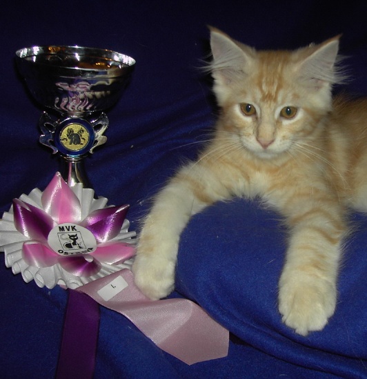 Colin - male - ds 22 - saled